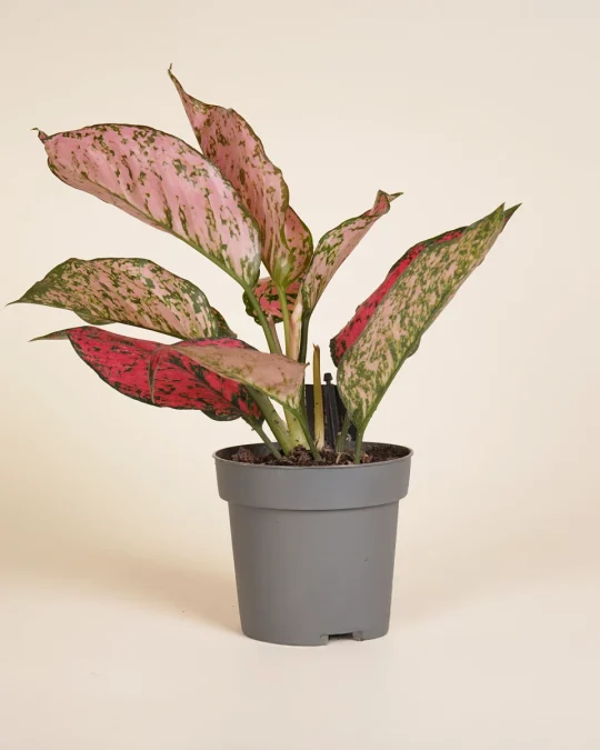 بينك اجلونيما