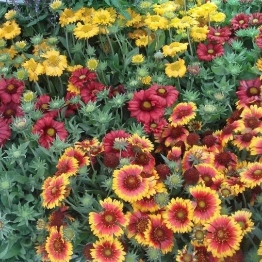 زهرة عنبر كشميري