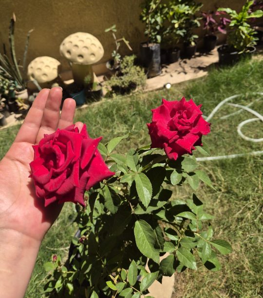 ورد بلدي أحمر كبير جدًا